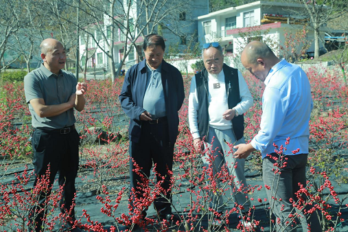 陕西省花卉协会——乡村振兴帮扶在行动