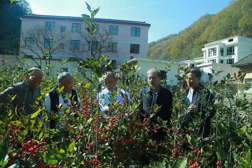 陕西省花卉协会——乡村振兴帮扶在行动