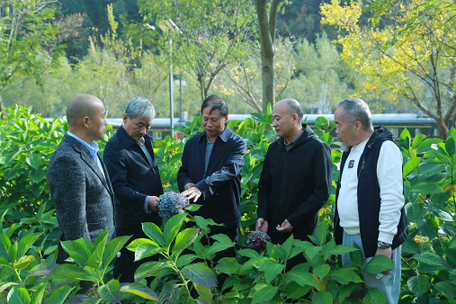 陕西省花卉协会——乡村振兴帮扶在行动