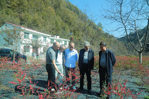 陕西省花卉协会——乡村振兴帮扶在行动