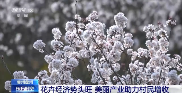 春风送暖百花开！多地花卉经济势头旺 美了村庄富了村民