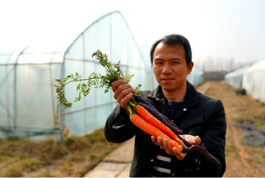 西安市长安区李文辉展示新品种农作物