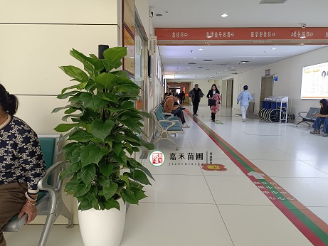为西安地区医院带来绿意盎然的花卉租赁服务