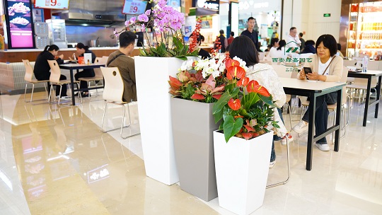西安中大国际商场花卉绿植租摆案例