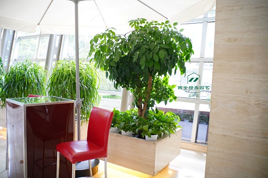西安绿嘉园艺——绿植租赁，点亮你的室内环境