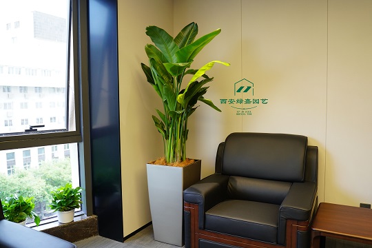 西安办公大楼绿植租赁，打造绿意盎然的自然空间
