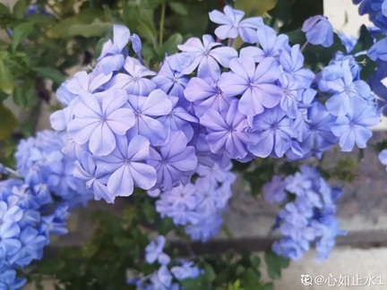 春天一定要养盆蓝雪花，夏天开爆花！