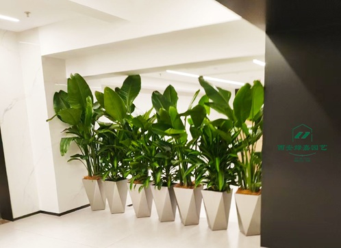 西安绿嘉园艺绿植租摆公司