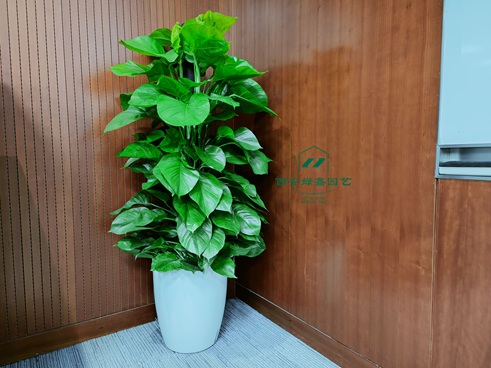 西安办公室绿植租赁|西安绿嘉园艺