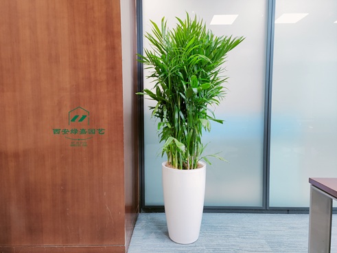 西安绿嘉园艺办公室绿植租赁