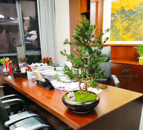 西安绿嘉园艺写字楼绿植租赁