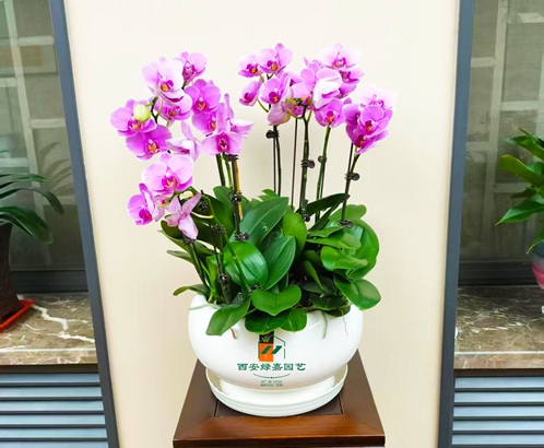 西安办公室花卉租赁|西安绿嘉园艺