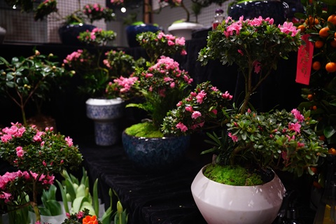 11月，杜鹃花长花苞，千万别做错3件事，否则花苞掉一地！