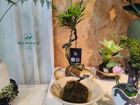 冬天门窗紧闭，4类花卧室里别养，影响健康和睡眠