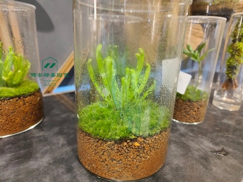 西安绿植租摆|西安绿嘉园艺 西安绿植租摆|西安绿嘉园艺