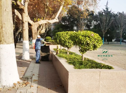 西安绿化养护公司|西安绿嘉园艺 西安绿化养护公司|西安绿嘉园艺