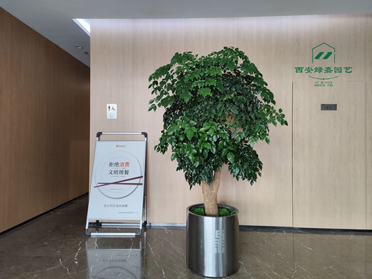 西安绿嘉园艺用绿植租赁服务，为企业打造生态办公绿洲​