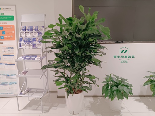 西安写字楼绿植租摆|西安绿嘉园艺
