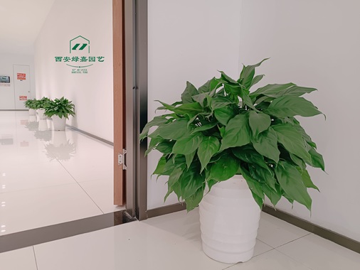 西安花卉租摆公司|西安绿嘉园艺