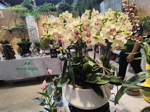 西安花卉租赁商家|西安绿嘉园艺