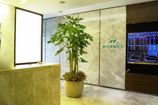 西安绿植租赁哪家好|西安绿嘉园艺