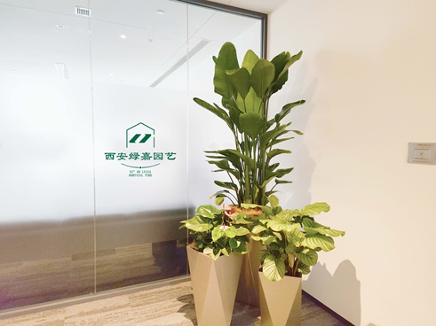 西安花卉租摆|西安绿嘉园艺