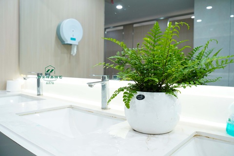 西安高新区绿植租赁现场记录