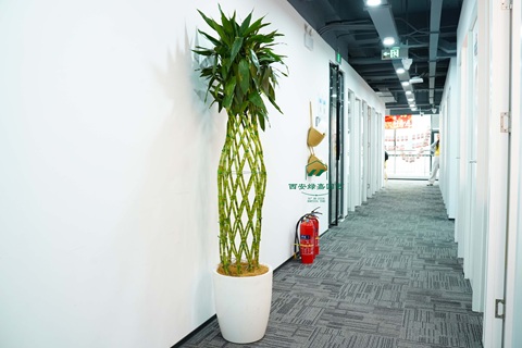 西安办公室走廊绿植租赁|西安绿嘉园艺