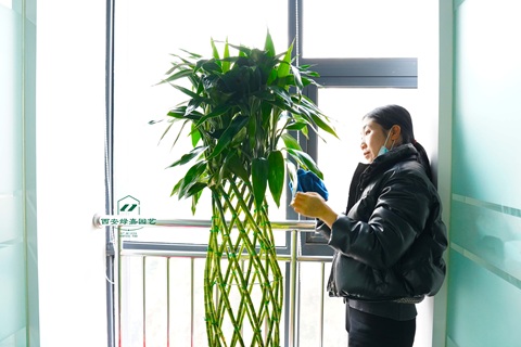 西安绿植租赁养护|西安绿嘉园艺