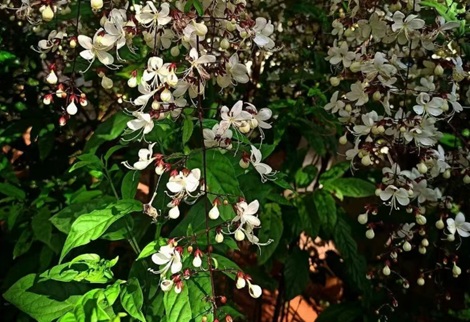 为啥垂丝茉莉上了很多花友的“黑名单”？