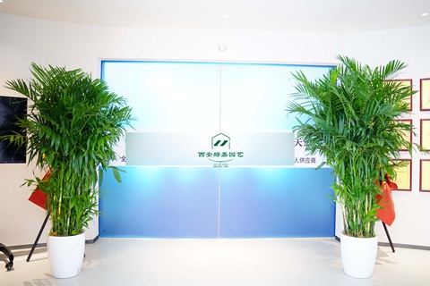 西安绿植租赁服务的养护标准是什么