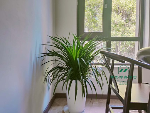 西安绿植租赁服务适合什么场景？