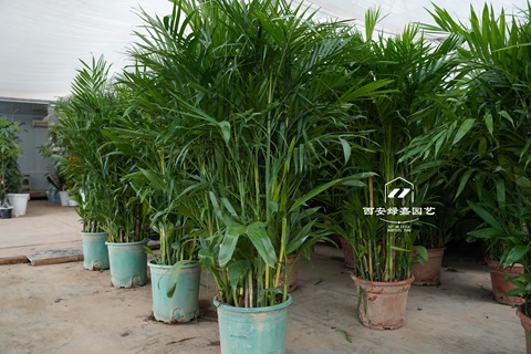 西安绿植租赁商家-西安绿嘉园艺