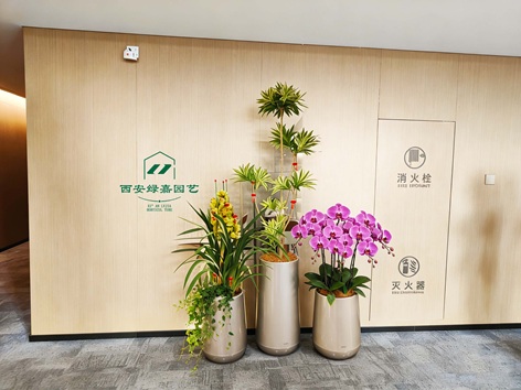 西安高端绿植租赁-西安绿嘉园艺公司