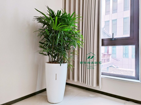 西安绿植租赁-推荐西安绿嘉园艺