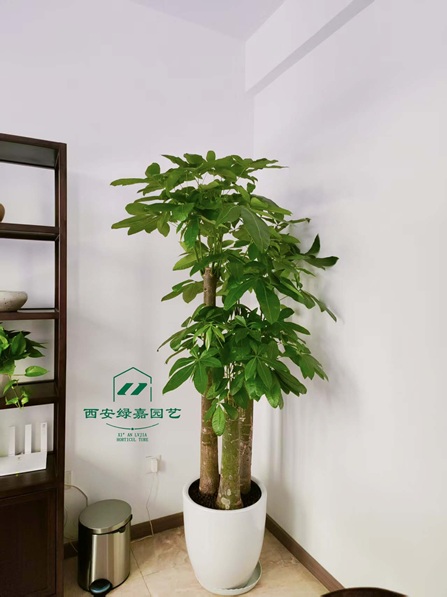 西安实力绿植租赁公司-推荐西安绿嘉园艺