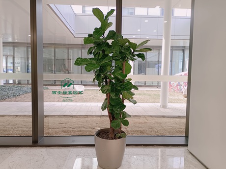 西安绿植租赁公司推荐|西安绿嘉园艺