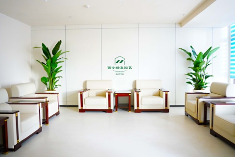 西安办公室绿植租赁：以自然质感重塑商务空间美学 —— 西安绿