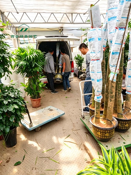 西安单位绿植租赁商家推荐-西安绿嘉园艺