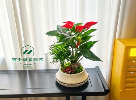 西安企业绿植租赁｜一站式室内造景，给办公空间焕发生机