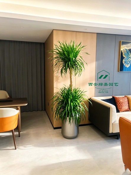西安企业绿植租赁公司推荐-西安绿嘉园艺