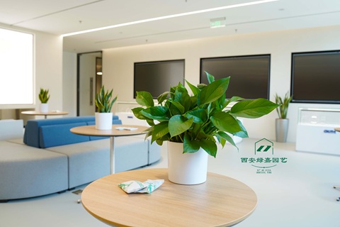 西安绿植租赁｜环普产业园实景，把自然生机搬进办公空间