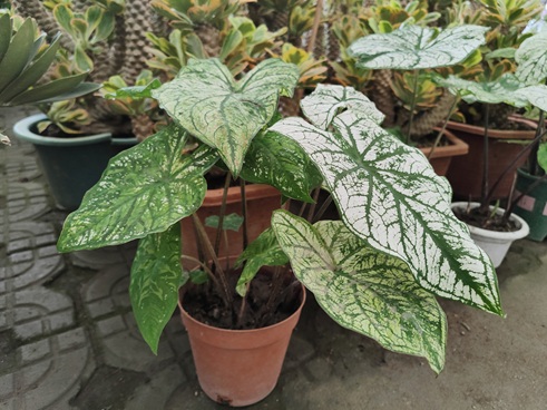 夏季炎热，6种“爱水花”绝不能缺水，水足长得旺，少水易萎蔫