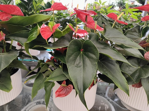 3种花被称“开花狂魔”，剪根枝条就能活，连续开花300天