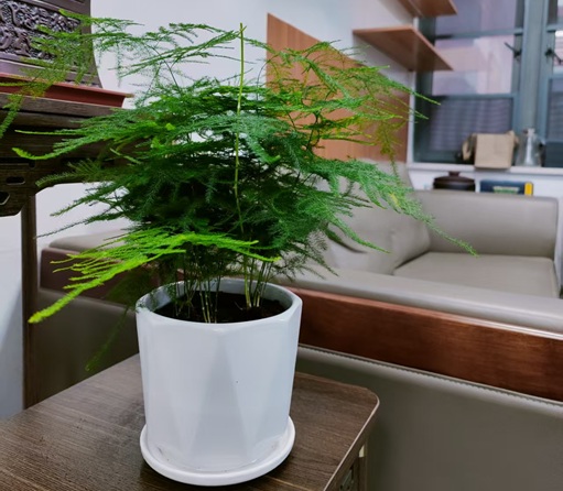 文竹在室内特容易黄叶掉叶，归根结底是通风不好，改善黄叶特容易