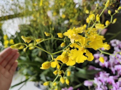 适合冬季养的小香花，过年前养一盆，满室飘香，祥瑞又吉祥！