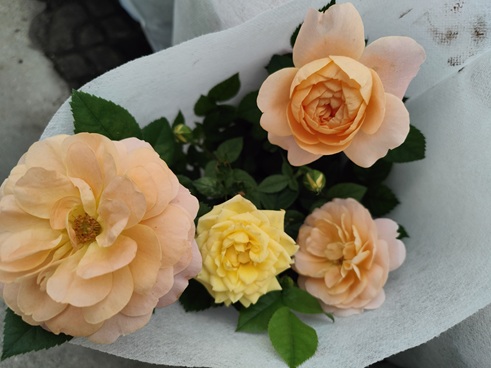 月季花夏季的修剪、施肥和防治病虫害攻略，提前预防病虫害