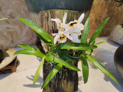 建兰总是长叶不开花?教你3个催花小技巧,开花又香又多