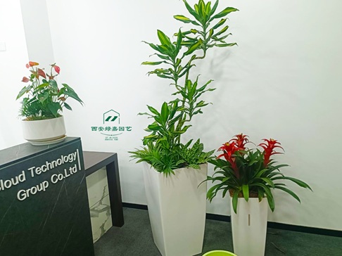 西安花卉租赁|碑林区学校一站式花卉租摆口碑好商家求推荐