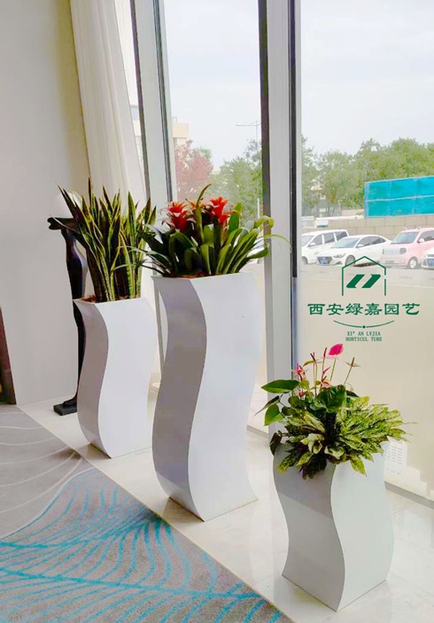 西安学校花卉租赁-西安绿嘉园艺公司 西安学校花卉租赁-西安绿嘉园艺公司